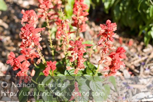 Flowers_2008-08-24_IMG_1544